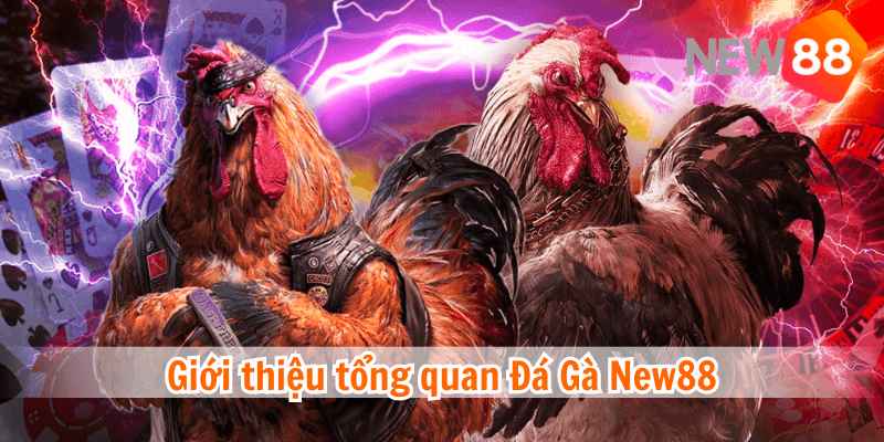 Tổng quan chung về cá cược đá gà tại New88